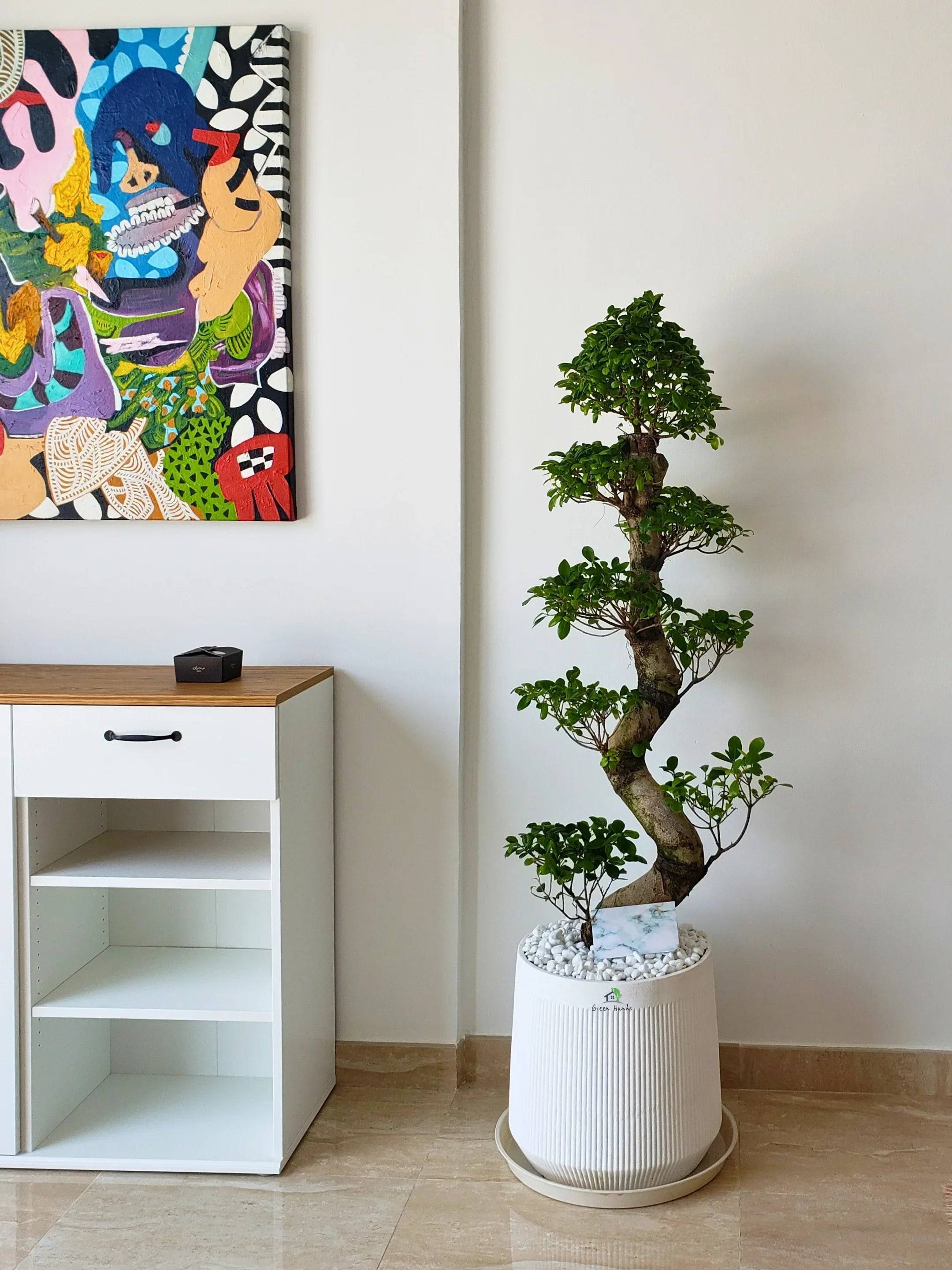 XL-S-Shaped-Bonsai-in-Tall-White-Fiber-Pot