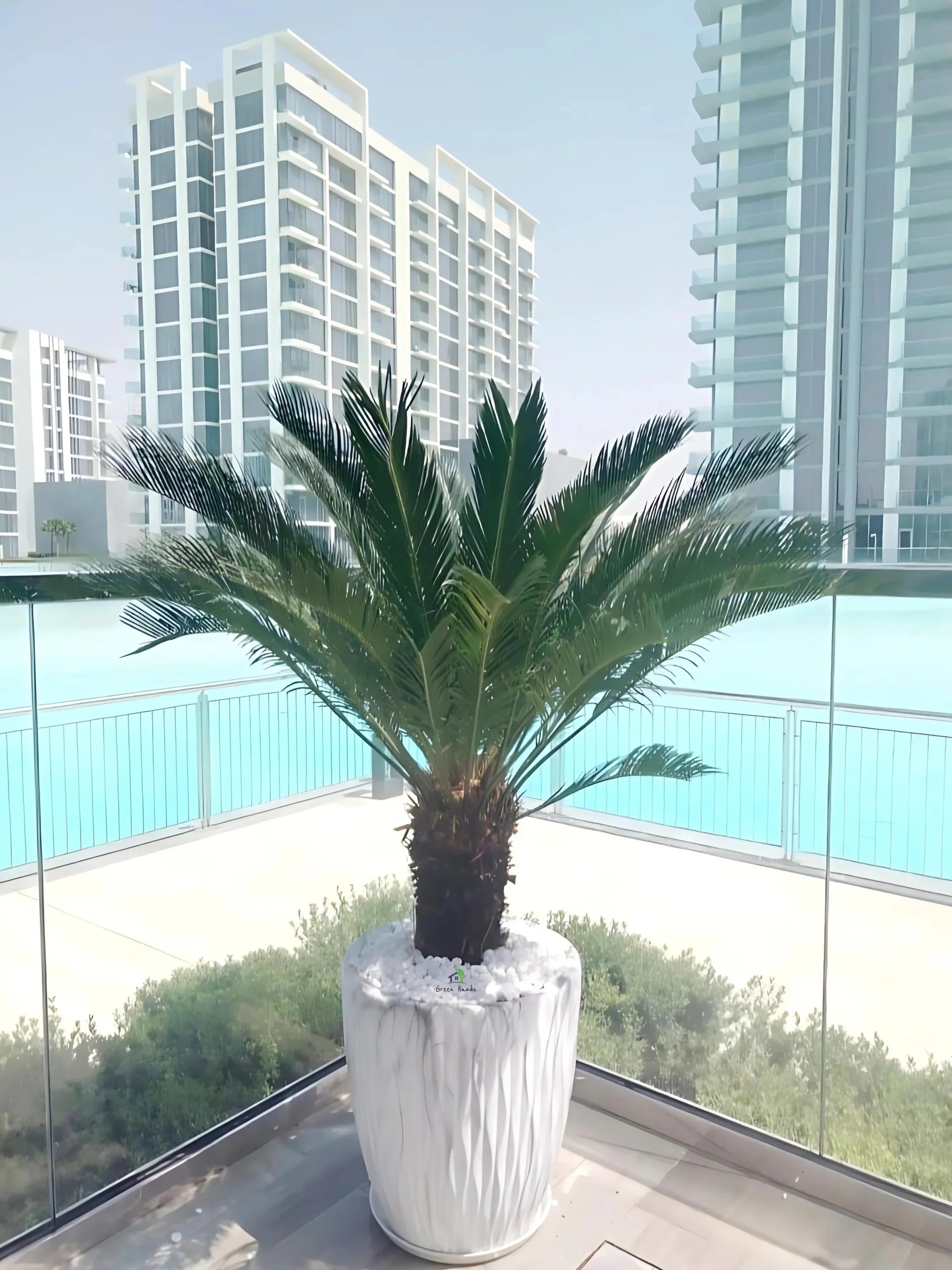 Cycas Revoluta Palm or Sago Palm | 130-160 cm