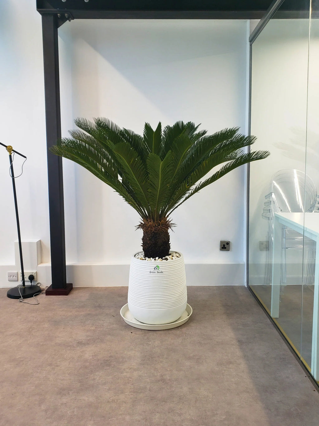 Cycas Revoluta Palm or Sago Palm | 130-160 cm