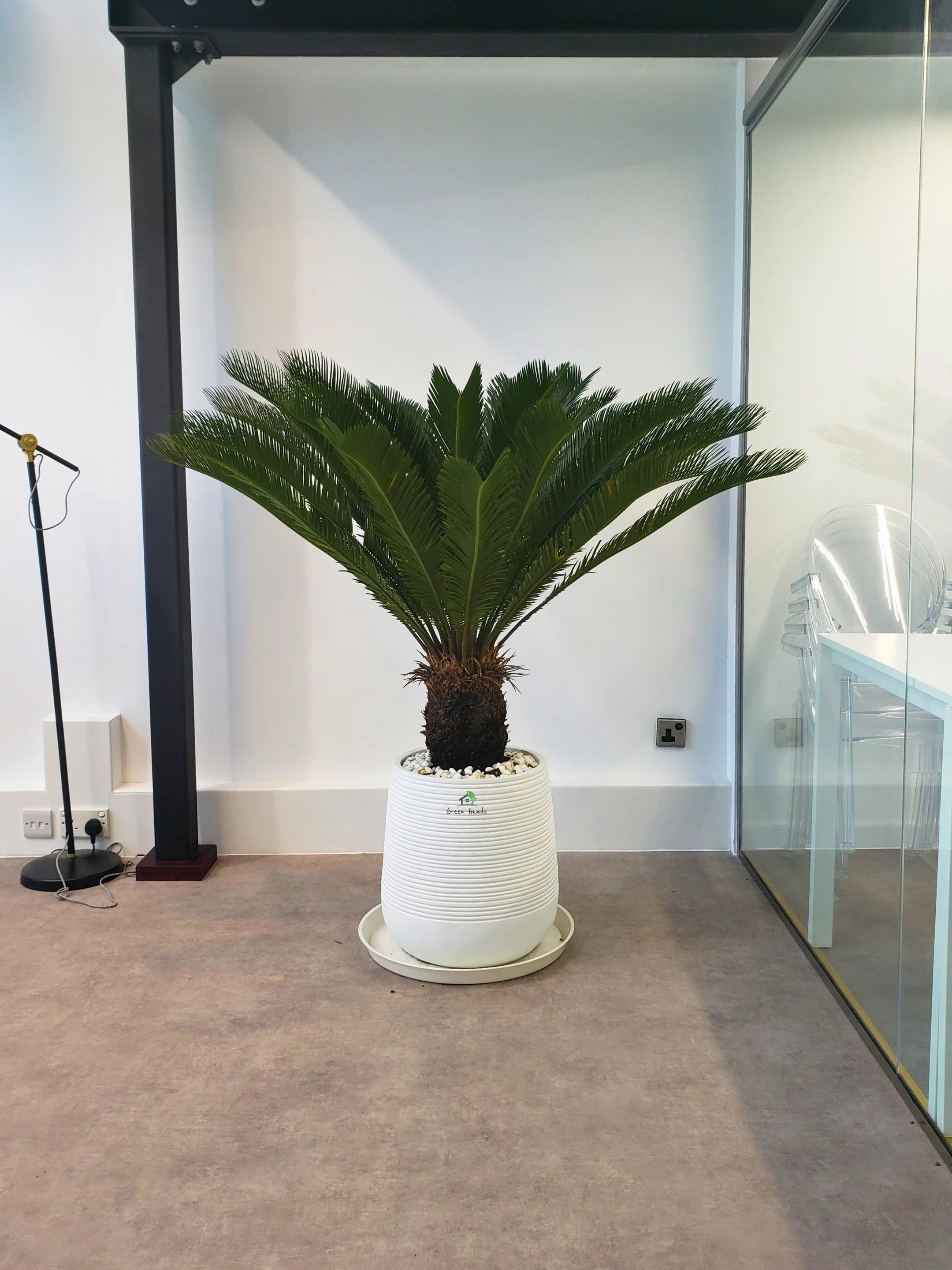 Cycas Revoluta Palm or Sago Palm | 130-160 cm
