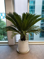 Cycas Revoluta Palm or Sago Palm | 130-160 cm