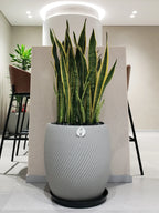 Snake Plant XL | 100-120 cm