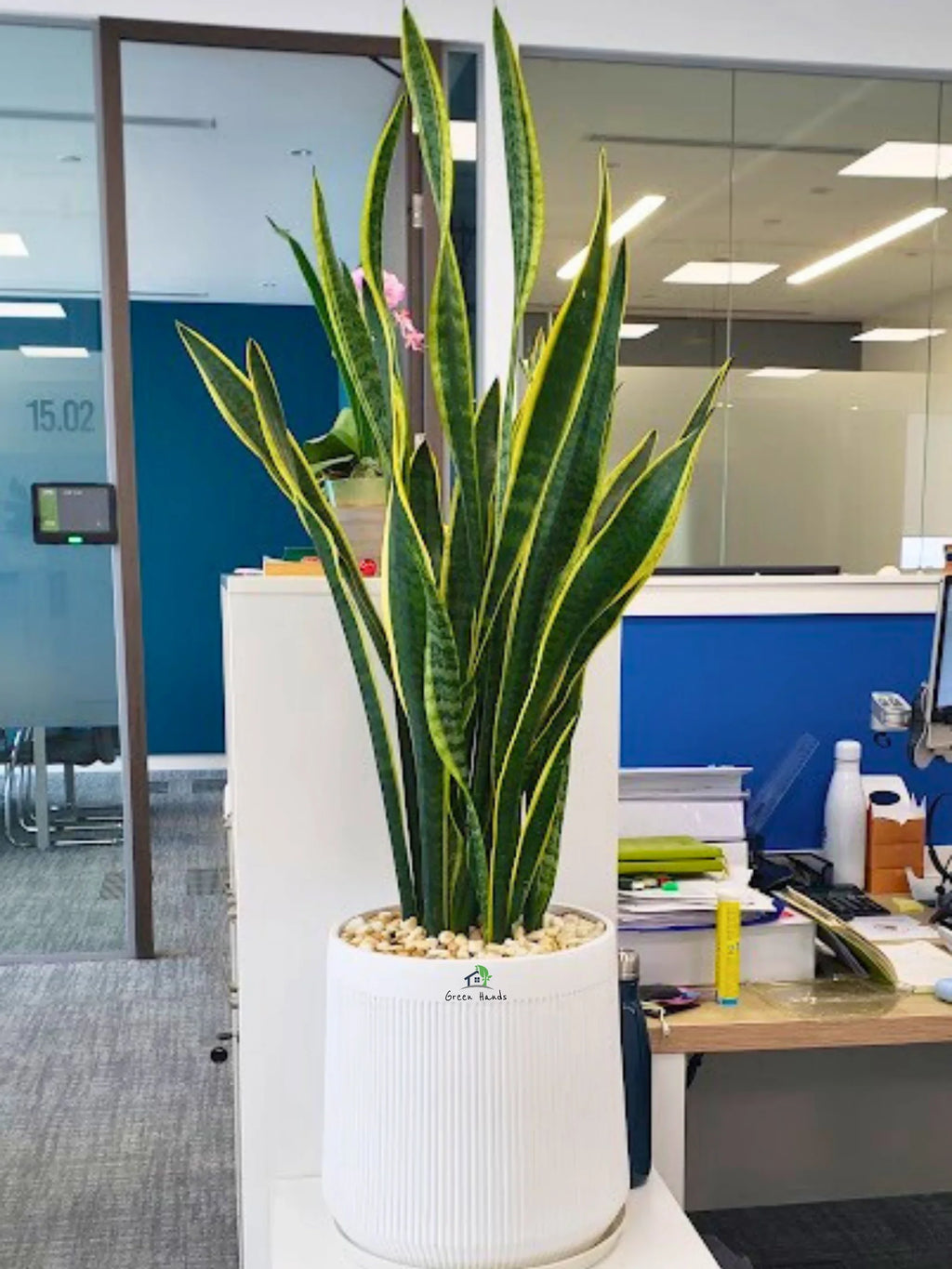 Snake Plant XL | 100-120 cm