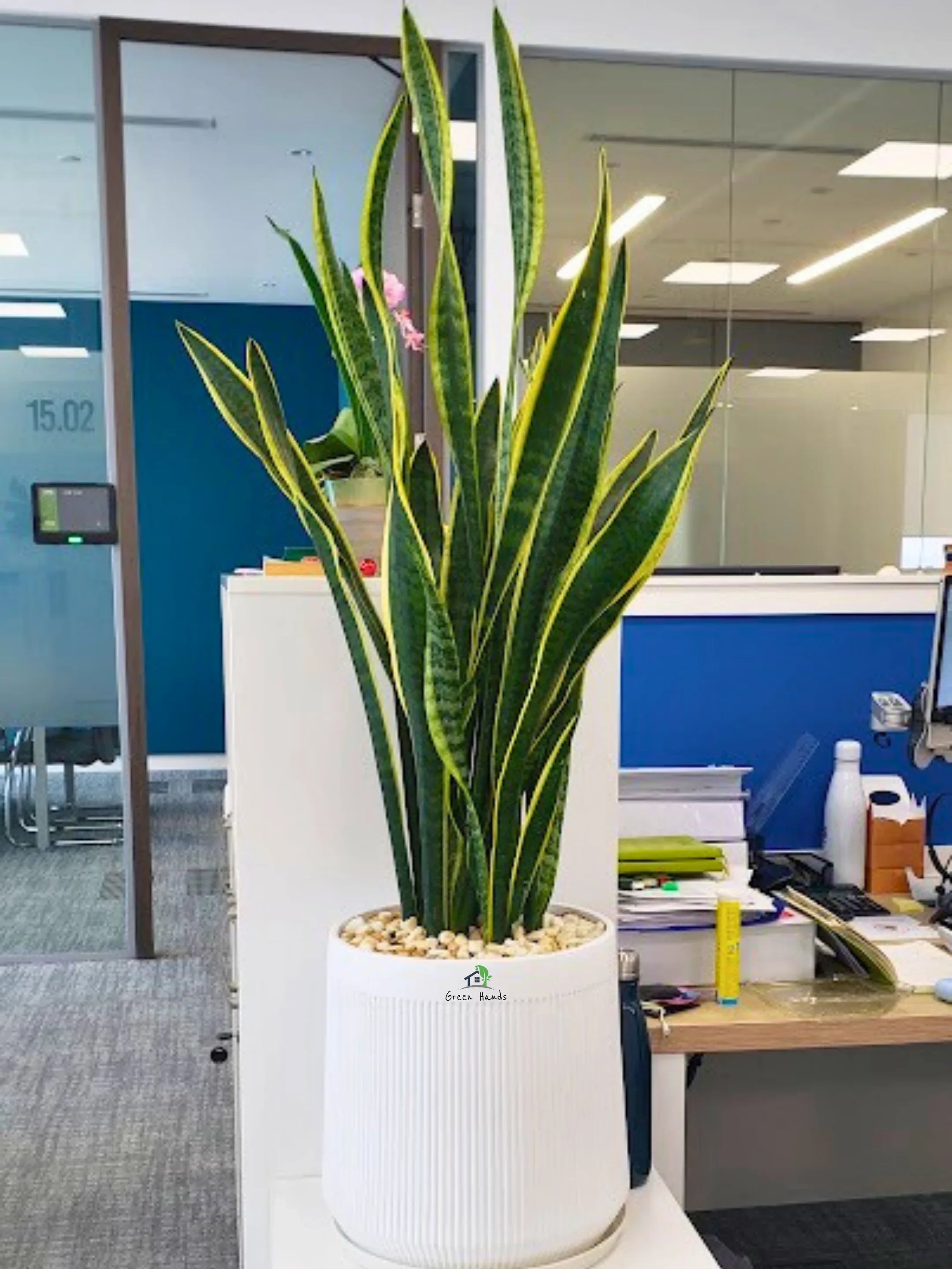 Snake Plant XL | 100-120 cm