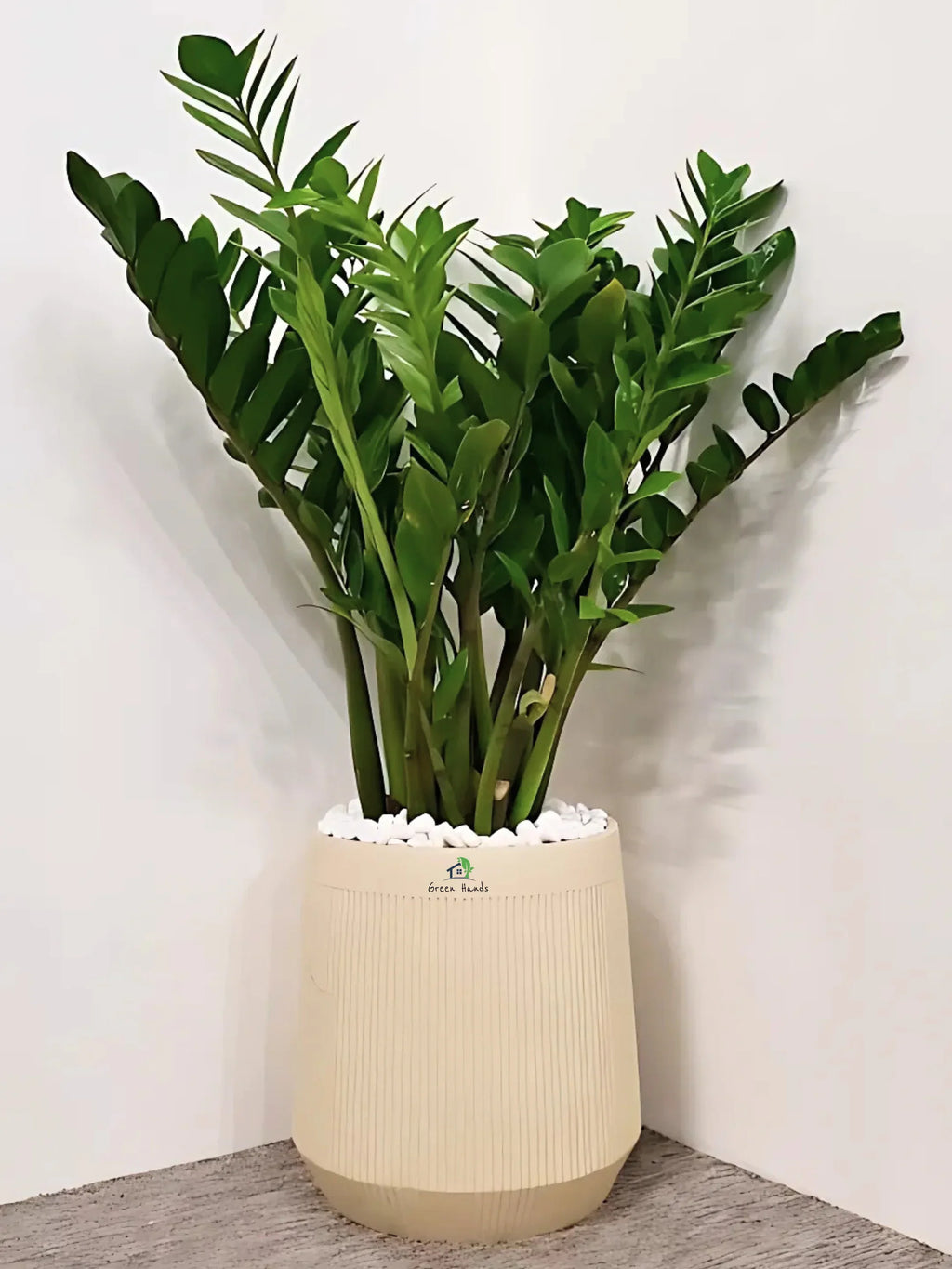 XL-ZZ-Plant-in-Premium-Beige-Fiber-Pot