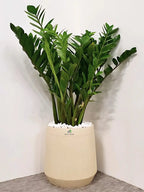 XL-ZZ-Plant-in-Premium-Beige-Fiber-Pot