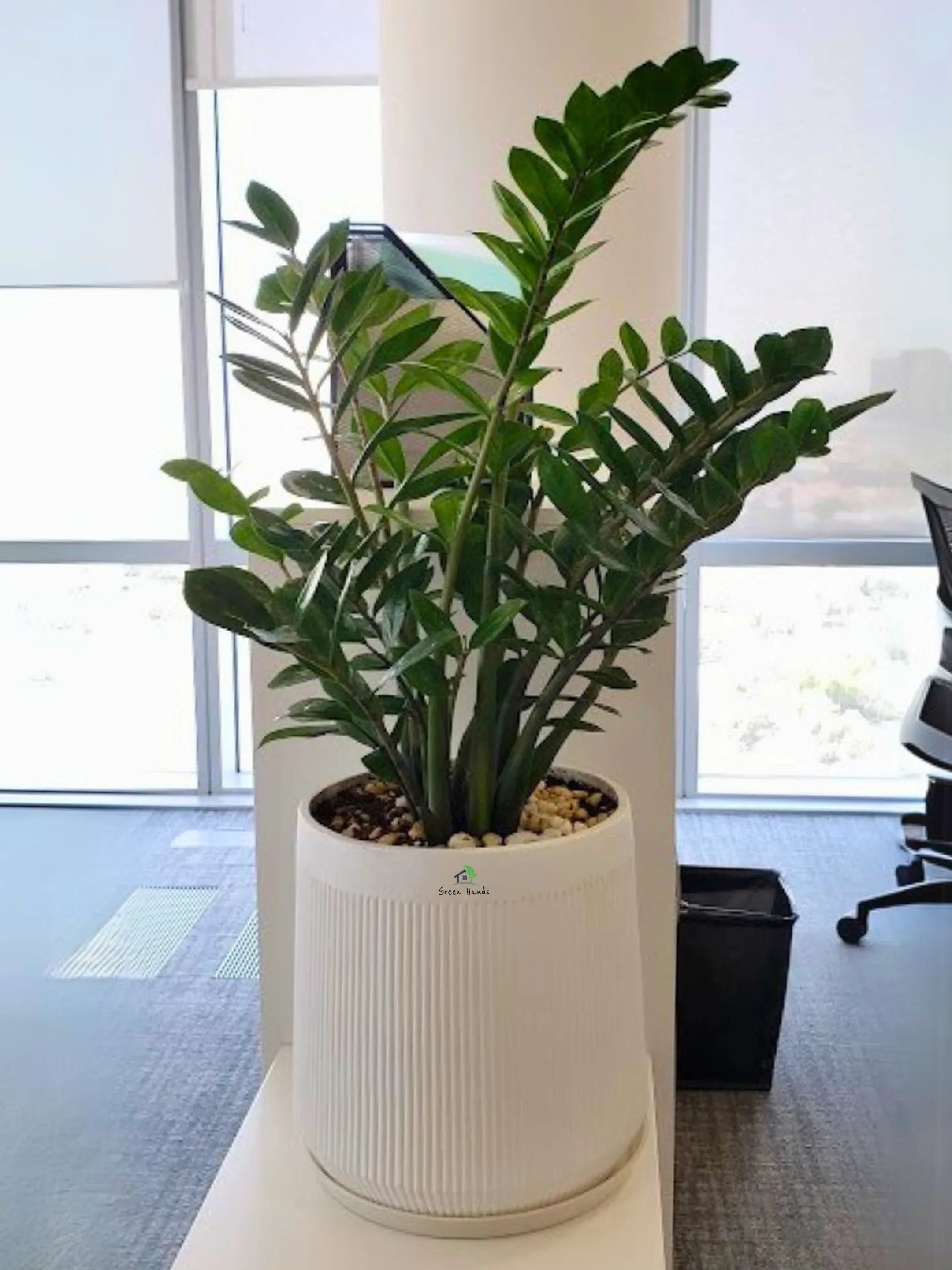 XL-ZZ-Plant-in-Premium-White-Fiber-Pot-Main