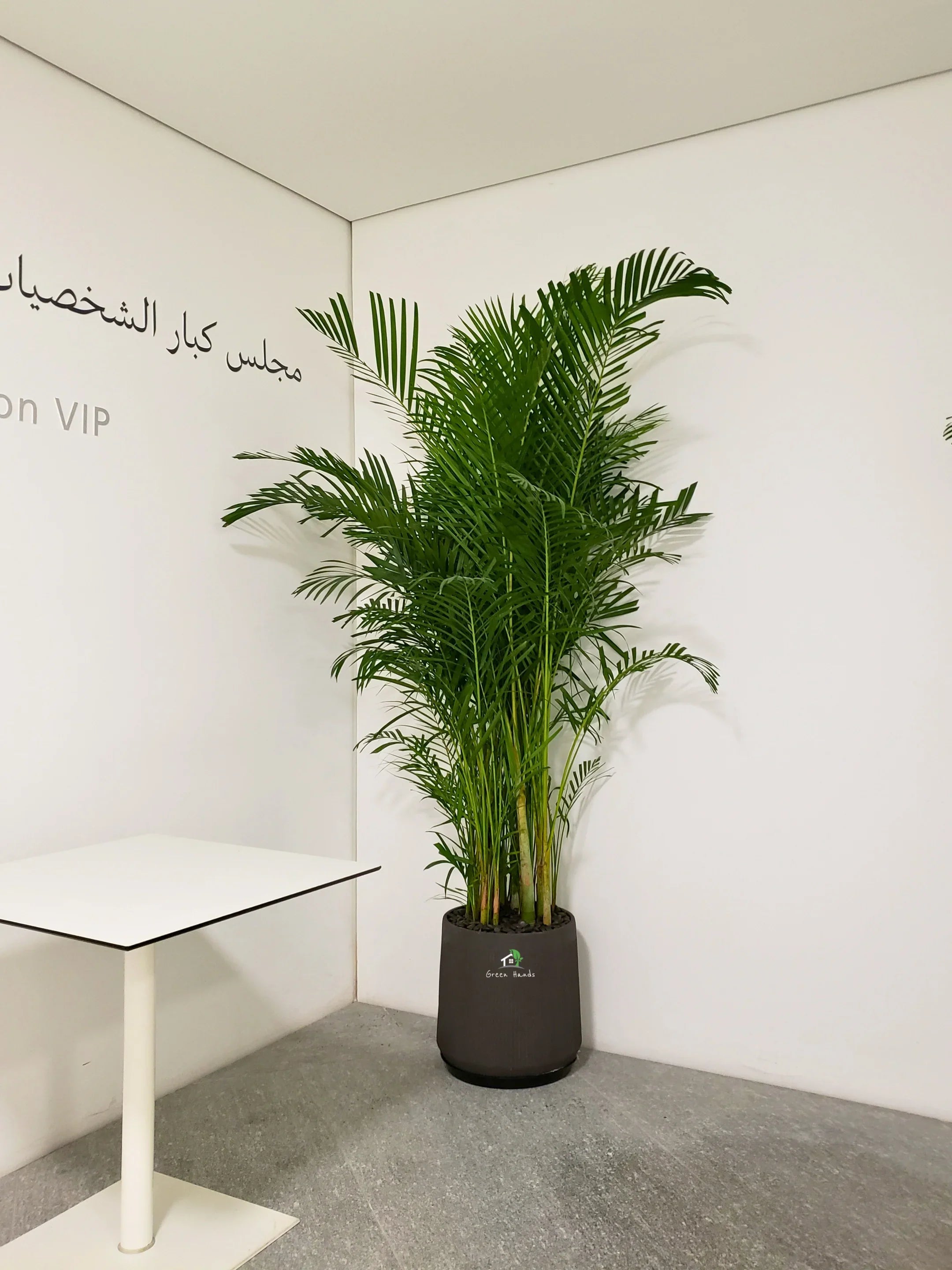 areca palm in pot manhattan Areca Palms