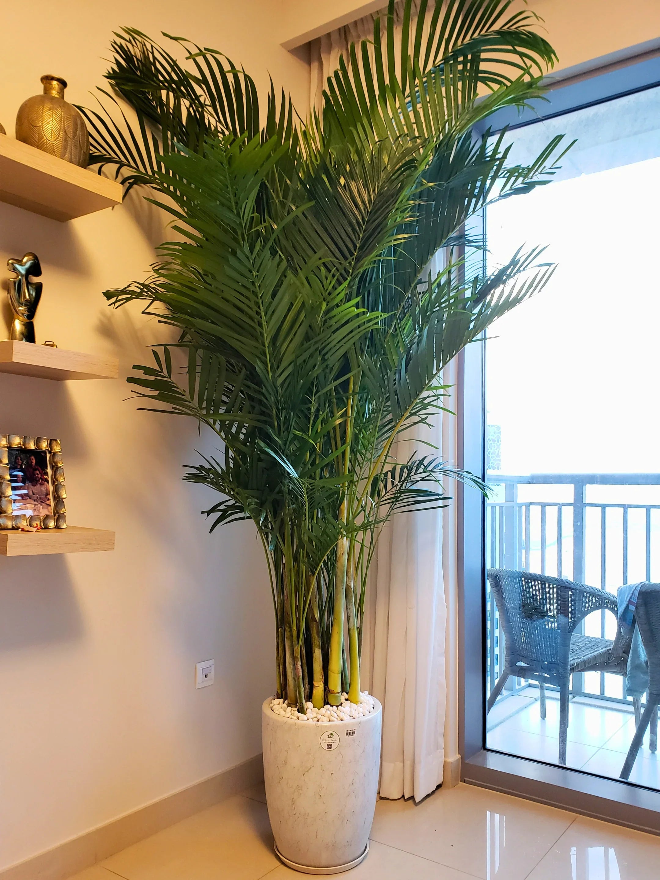 areca palm 24cm Areca Palms