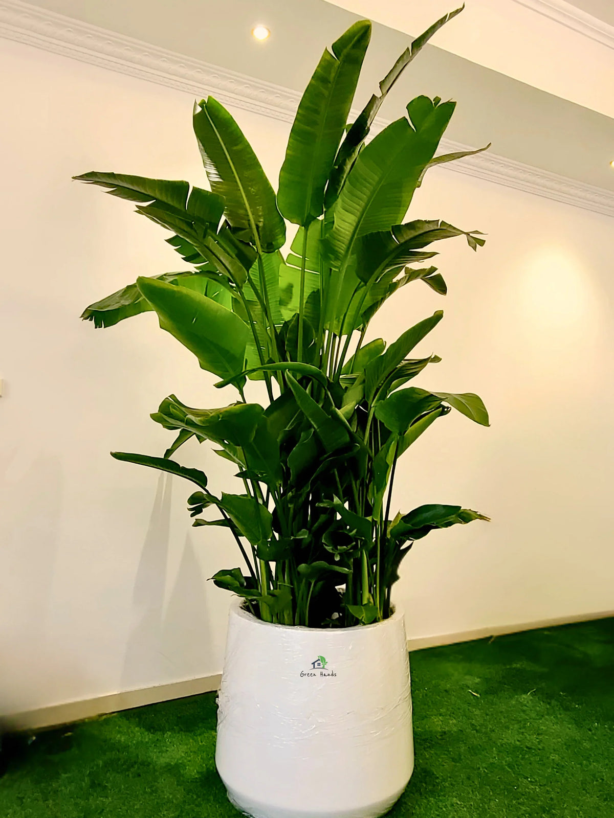 XXXL-Bird-of-Paradise-in-Soft-Beige-Fiber-Pot